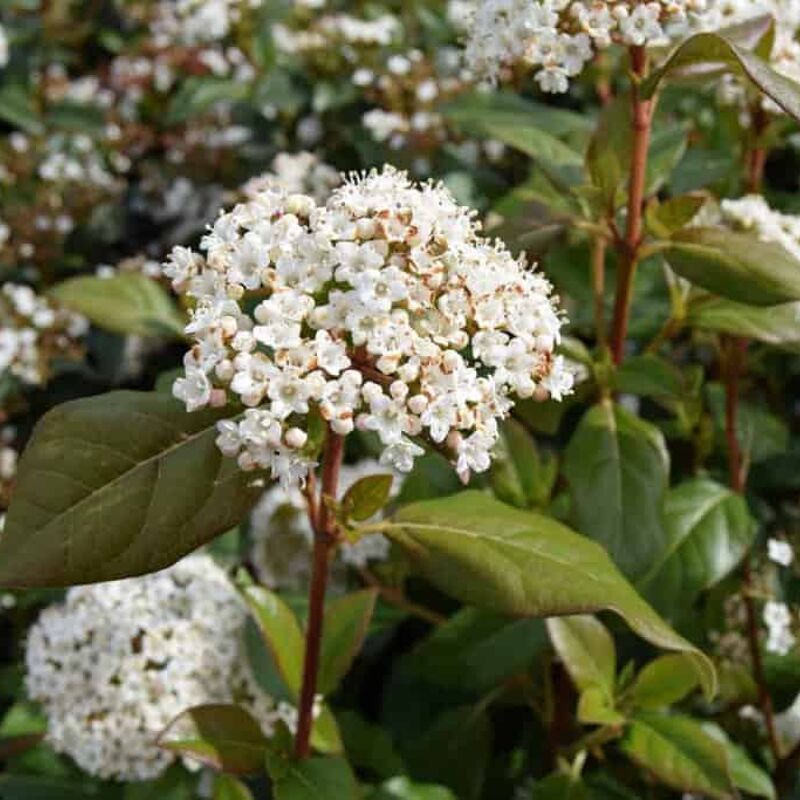 Viburnum tinus 40-60 cm